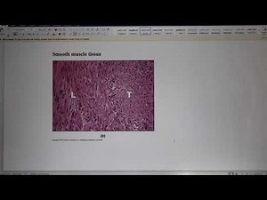 ACC Biol2404 IntroA&P Lab9 Muscle I Instructions