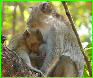 18K views · 329 reactions | Janna So Spoil As Janet Now | Monkey Jane Family | Facebook