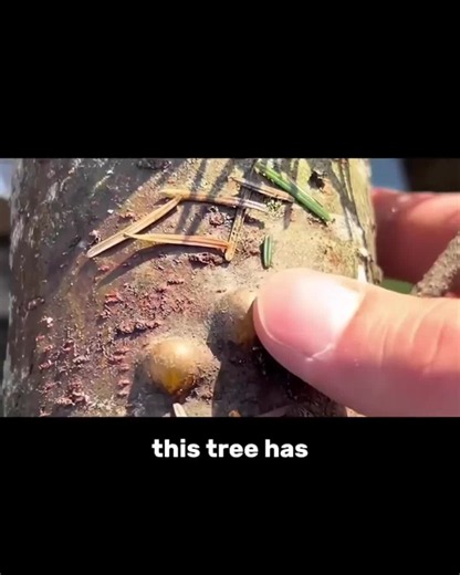 Balsam Fir Resin: Traditional Survival Uses and How to Collect