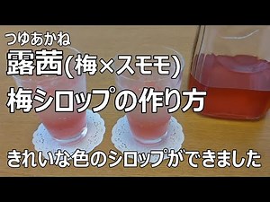 梅シロップ作り露茜つゆあかね(梅とスモモを掛け合わせた品種)/簡単美味しい梅ジュース