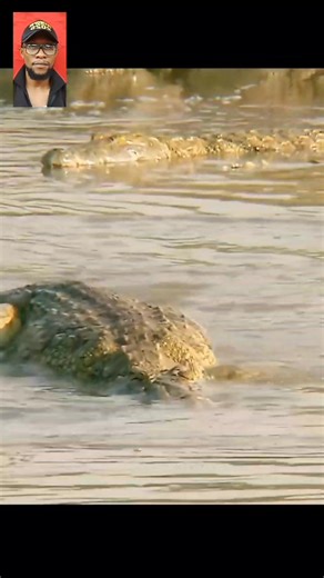 9.1K views · 55 reactions | Crocodile Dêâdly Attaçk On AnteIope #fblifestyle | Morgan Matthews | Facebook