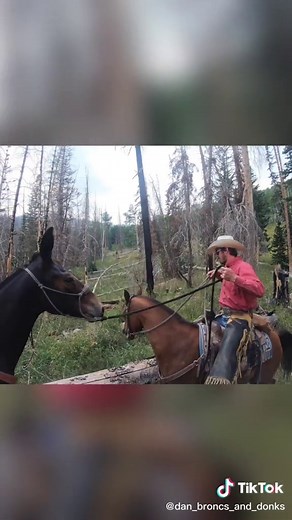 Do you know what movie that quote is from? 🤔🤔Follow for part 3 or go to YT to watch the full video now. @broncs_and_donks #horse #mules #cowboy
