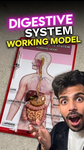 WOW! Human Digestive System | Biology Working Model #innovation #diyprojects #biology