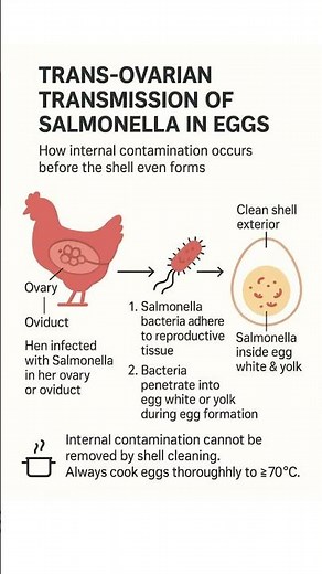 How Salmonella Gets Into Eggs |Health Changes
