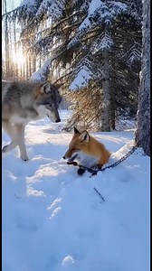 Footage shows a fox trapped, unable to escape on its own. A wolf approaches, carefully opens the trap, and frees the fox’s leg. The fox slowly limps away into the woods as the wolf watches quietly for a moment before leaving, turning the scene into a rare and touching act of compassion. This video was made with AI. #kindness #animals #winter | Dailydoseofpaws