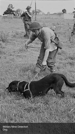 The BIZARRE Soviet Anti-Tank Dogs of WWII | Bizarre History Ep. 18 #bizarrehistory #history #ww2