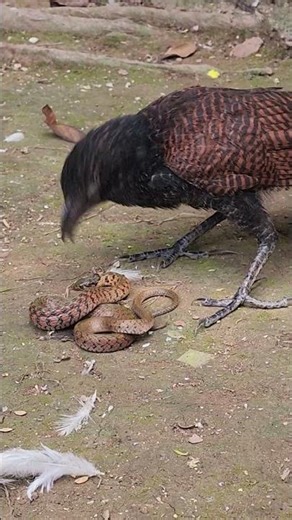 Starfruit snake hunting hoop