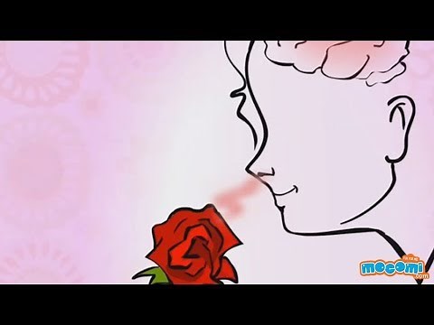 Sense of Smell - How the Body Works | Human Senses | Science for Kids | Educational Videos by Mocomi