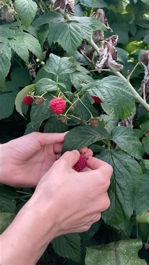 #raspberry #fruit #berries #garden #village