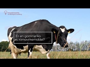 Køer med en høj levealder er et godt klimavirkemiddel