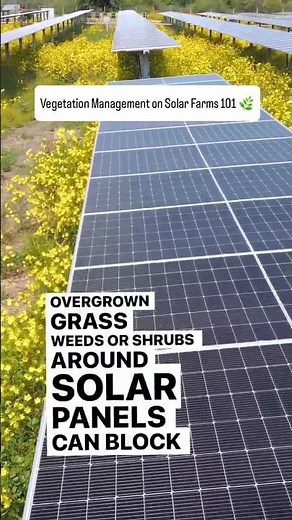 Vegetation management on solar farms 101