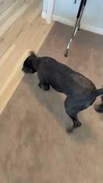 Abacaxi Robin virtual scent beginner