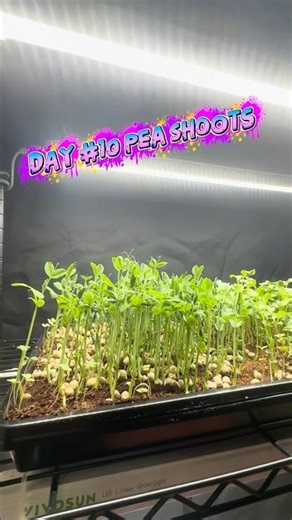 Day 10 Pea Shoots… This Is INSANE Growth 🌱🔥 #microgreens