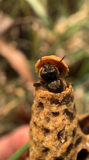 🐝👑 The Birth of a Queen! This is a queen bee emerging from her specially built cell — a rare and powerful moment in the hive. Raised on royal jelly and destined to lead, she’ll soon compete to become the colony’s one and only queen. #QueenBee #Beekeeping #HiveLife #Pollinators #BeeEducation | Flow Hive