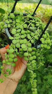 Dischidia nummularia | Xian Garden