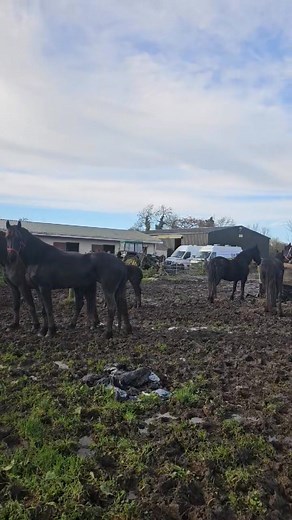 521 reactions · 11 shares | A Few Friesians for new postcode | Thomas Clarke | Facebook