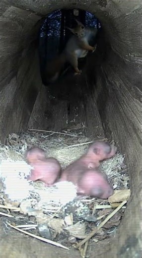 Night Vision Tree Hollow — Squirrel Family Sleeping, Mom Alert