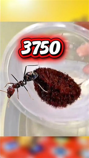 Ants vs. Coin: Underwater Battle ROYALE! (You Won't Believe Who Wins)