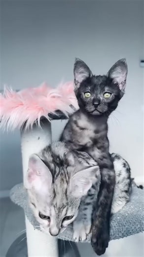  A piece of the wild, raised in love ” Our Savannah kittens bring...