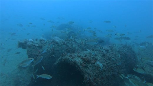 Exploring an artificial reef off the NC coast