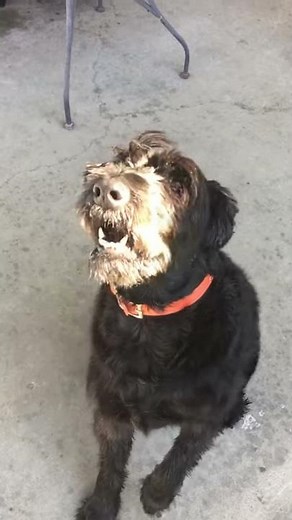 Giant Schnauzer bark!!!