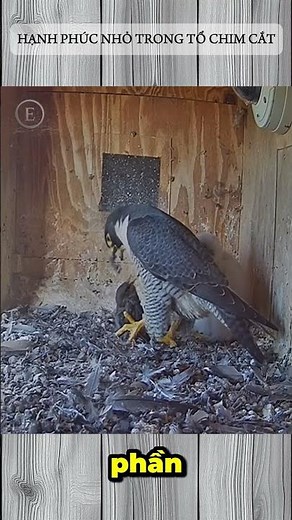 HẠNH PHÚC NHỎ TRONG TỔ CHIM CẮT