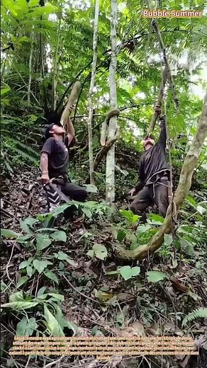 Récolte de lianes aquifères pour s'hydrater en milieu forestier
