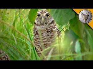A Rare Glimpse of the Burrowing Owl