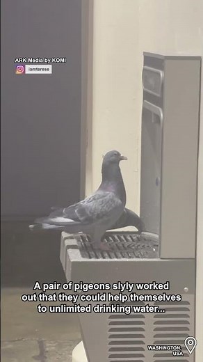 What a coo-l hack when you want water 💧🐦