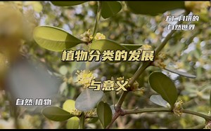 几千年前人类就开始植物分类了，为嘛要给植物分类嘞？