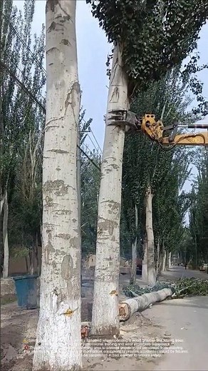 Steel arms, dancers in the forest: the tacit cooperation between the wood grabber and the workers