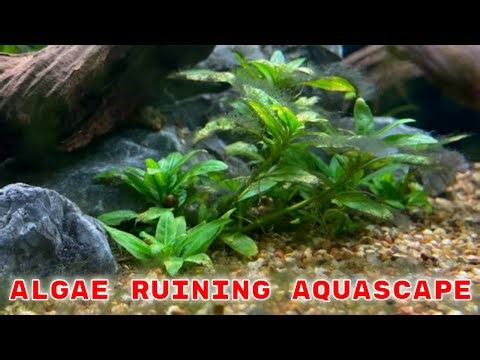 Changed Aquascape and Got Algae - Aquarium 911 Ep 29