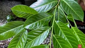 How do Brett Barnhart and his team at Sonoco stay connected with suppliers, customers, distributors, and staff worldwide? Tune into this week’s Build & Deployed, where he explains how they’re using our #CloudInfrastructure to run the business. https://social.ora.cl/6184yz04y | Oracle Developers | Facebook