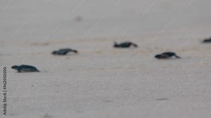 baby turtle walking on the beach sand towards the sea, indonesia