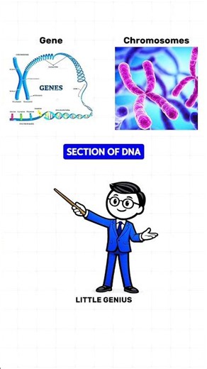 DNA, RNA, Genes, Chromosomes... Can you tell them apart?