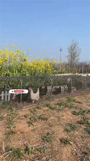 Beautiful Chicken Tunnel Run in Blooming Garden🐔🐓🦢🦆
