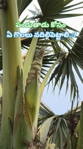 Which branches should be left for the palm tree to grow..? #palmtree