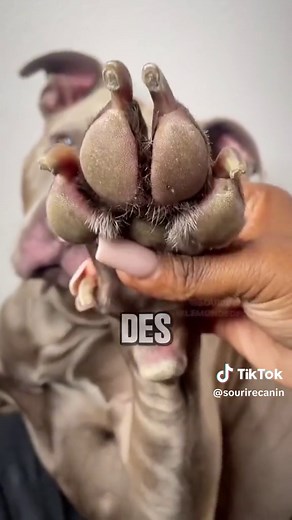 Solutions pour le léchage excessif chez les chiens