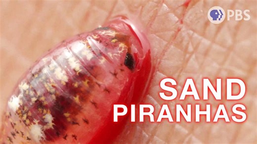 Beware of Flesh-Eating Sand Piranhas at the Beach | KQED
