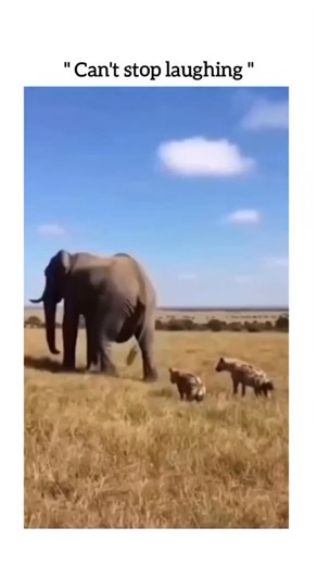 Global Reels on Instagram: "This 9-second video captures a startling encounter on the African savanna where a large elephant, followed closely by two hyenas, suddenly delivers a powerful kick with its hind leg that sends one of the hyenas flying through the air before it crashes back into the dry grass. The footage, which is overlaid with the text "CAN'T STOP LAUGHING," shows the hyena rolling onto its back while onlookers in the background react with audible shock and laughter at the unexpected