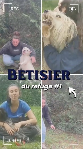 🎉[BÊTISIER]🎉 Découvrez le premier épisode de notre série de bêtisiers ! ✨ Nos loulous ont du talents et ils vont vous le prouver !🐾 #refuge #animaux #chien #adoption #association | Association Stéphane Lamart