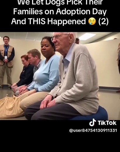 Dogs Choose Their Families on Adoption Day