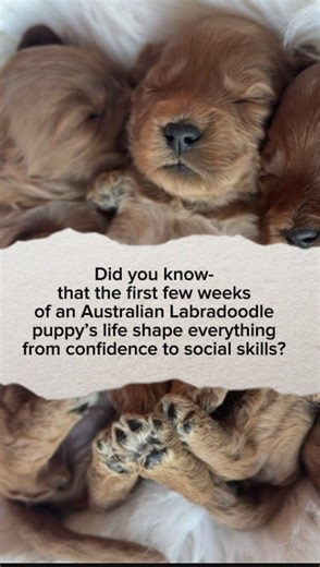 97 reactions · 5 comments |  Dandy’s Australian Labradoodle puppies...