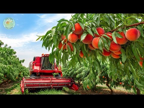 How American Farmers Harvest Millions of Peaches Each Year