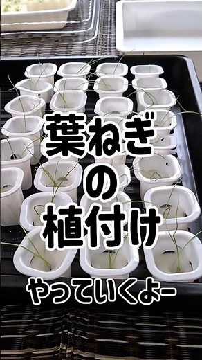 葉ねぎの植え付け方法を初心者向けにわかりやすく解説しています 短時間でサクッと見られるので、これから家庭菜園を始めたい方にもおすすめです 再生栽培にも活用できます#葉ねぎ#ねぎ栽培#水耕栽培#再生栽培