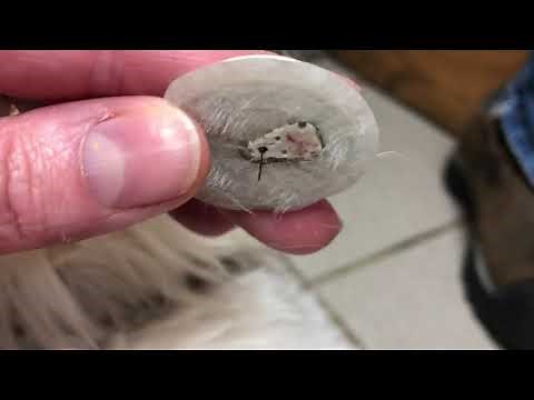 Removing a Freestyle Libre disc from a diabetic dog.