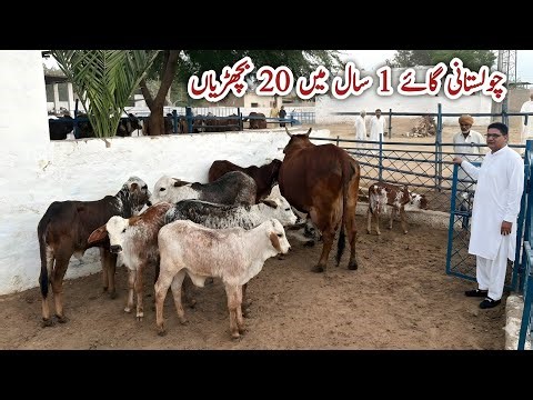 High Milker Cholistani Cows Dairy Farm of Ali Randhawa | OPU and IVF by Dayzee Farms #cow #farming