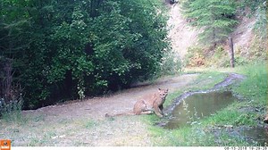 724K views · 16K reactions | Check out these four mountain lions at a little watering hole on the MPG Ranch in Bitterroot Valley.  Courtesy: MPG Wildlife: Joshua Lisbon, Alan Ramsey and Carly Muench. | NBC Montana | Facebook