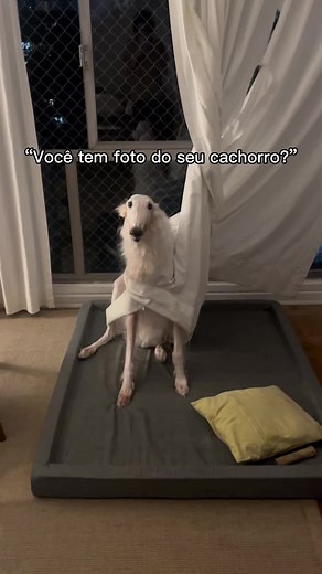 Galgo Borzoi: Exploring the Elegance of These Graceful Breeds