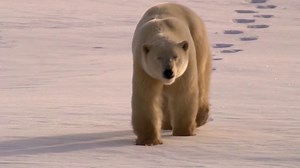 Fun Fact: The polar bear is the largest land predator. Can you guess how much the largest recorded polar bear weighed? Learn more at http://spr.ly/618417ehe | SeaWorld